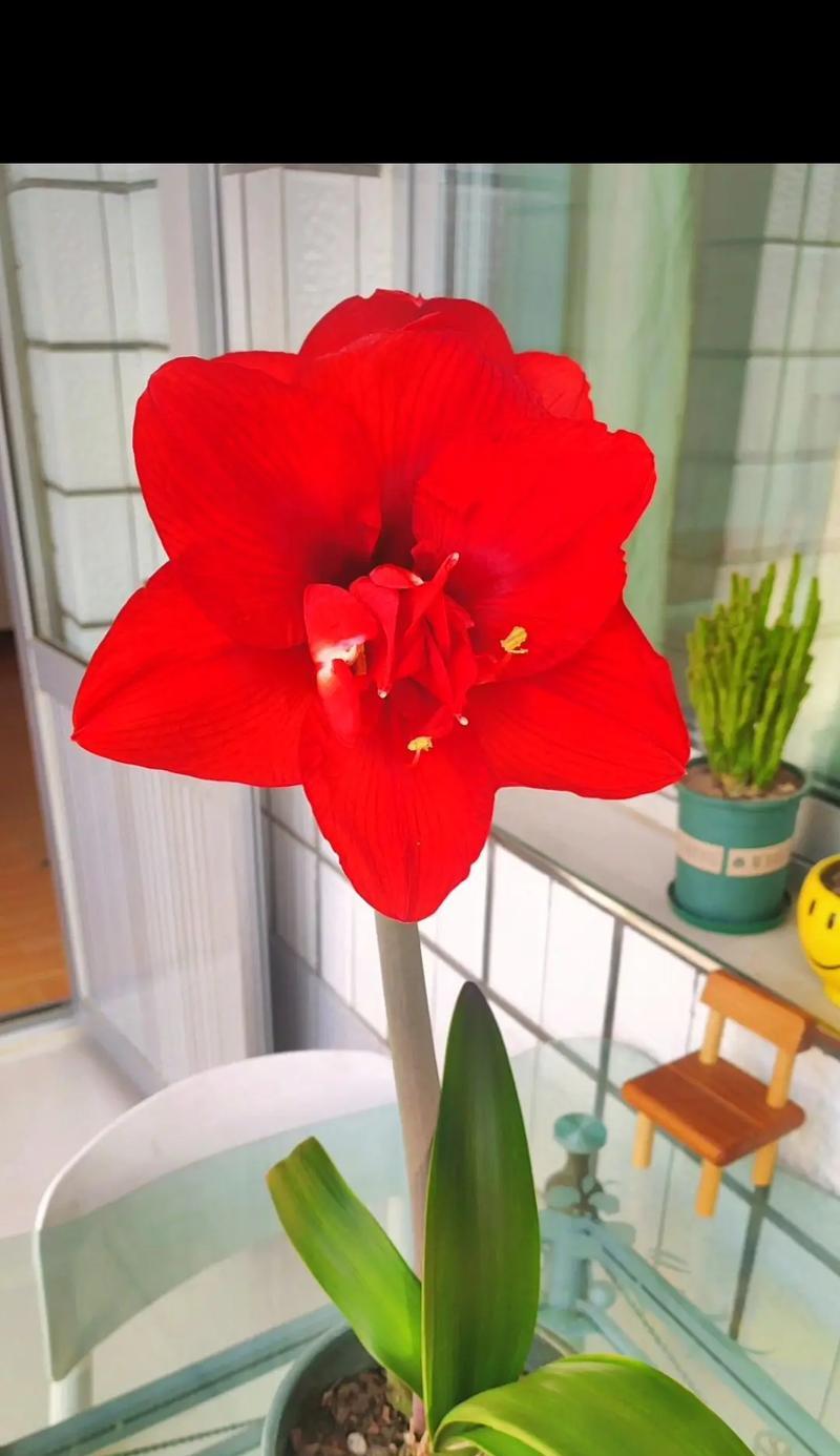 什么花象征平安？