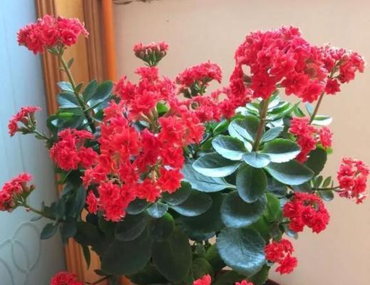 什么花象征平安？
