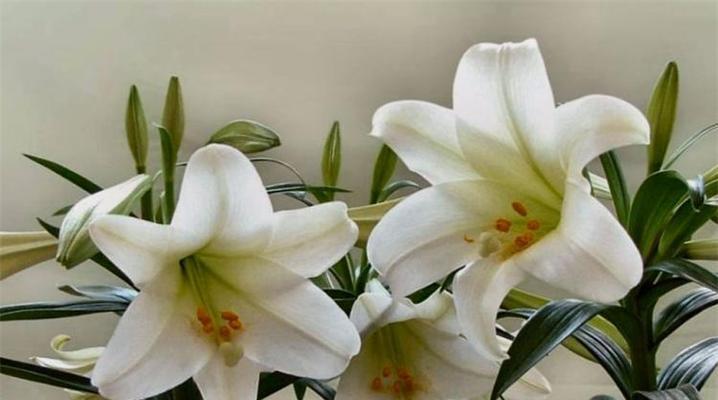 花语平淡幸福是什么意思？哪些花代表了平淡的幸福？