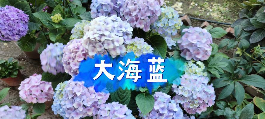 蓝色绣球大花的寓意是什么？它代表了什么？