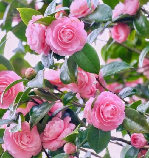 哪种花最能代表爱情？花语中爱情的象征是什么？