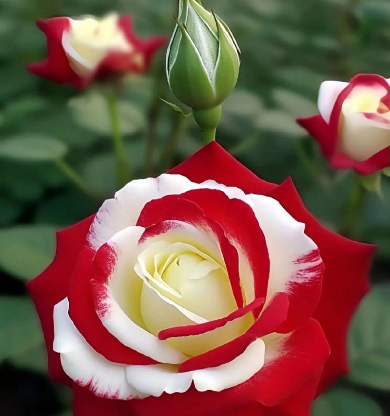 哪种花最能代表爱情？花语中爱情的象征是什么？