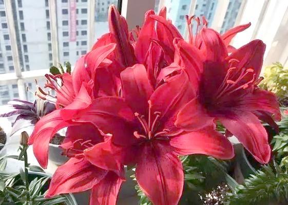 红色百合花代表什么？红色百合花的象征意义是什么？