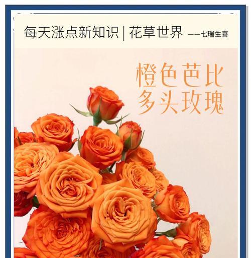 橙色和黄色花搭配代表什么？如何用花语表达幸福？