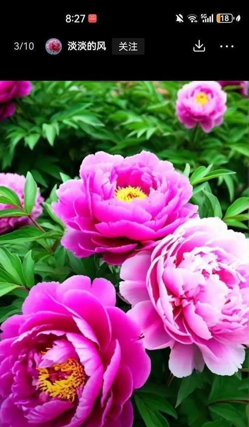 象征这家人平平安安的花有哪些？它们的寓意是什么？