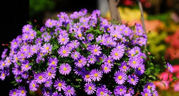 淡紫色的花及寓意是什么？哪种淡紫色花有特殊含义？