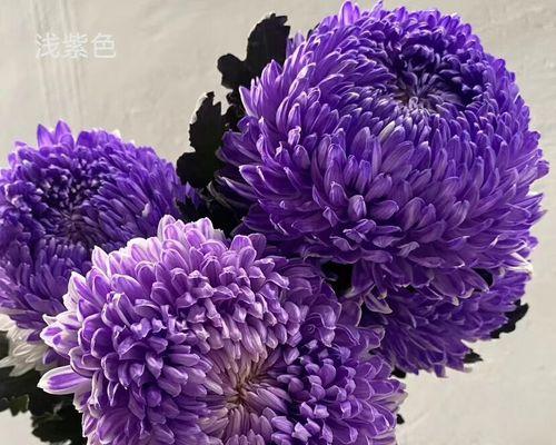 淡紫色的花及寓意是什么？哪种淡紫色花有特殊含义？