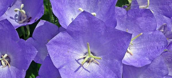 淡紫色的花及寓意是什么？哪种淡紫色花有特殊含义？