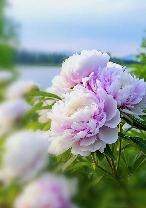 牡丹花的富贵祥和寓意是什么？