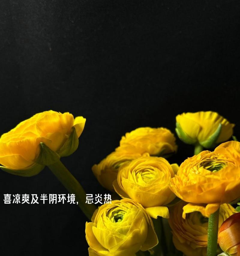 黄色牡丹花有何特别的意义？