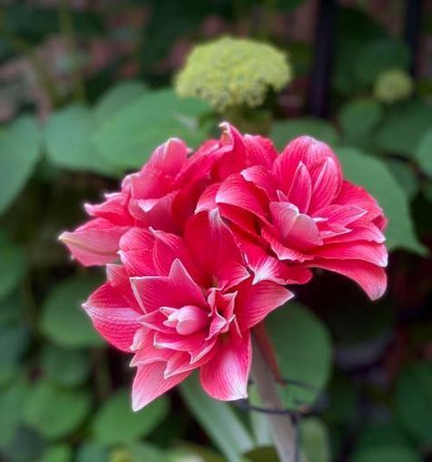 哪种花寓意着来生的幸福？它的含义是什么？