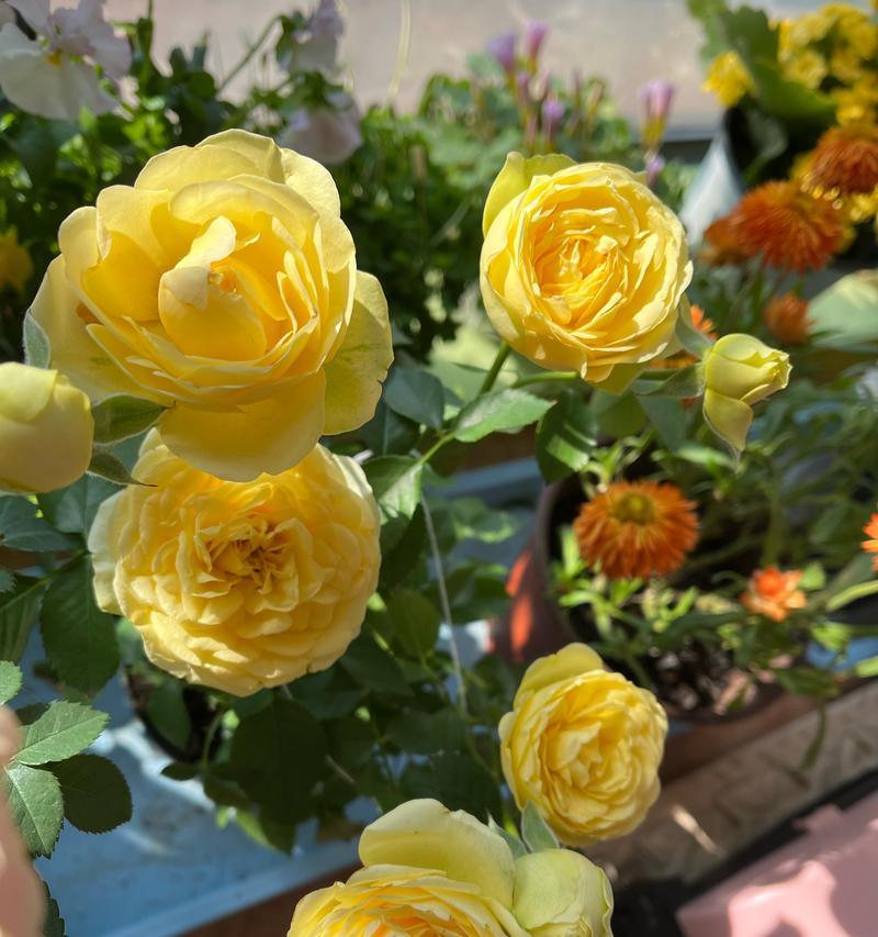 黄色月季花所代表的寓意是什么？黄色月季花象征什么？