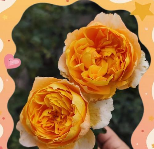 黄色月季花所代表的寓意是什么？黄色月季花象征什么？
