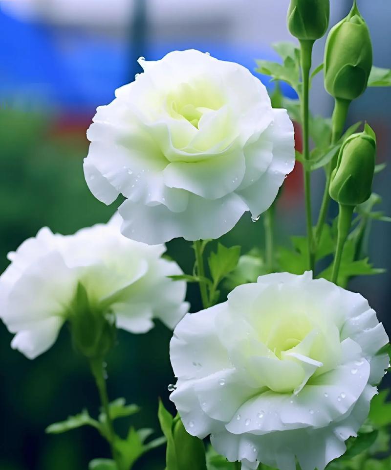 浪漫象征的花有哪些？