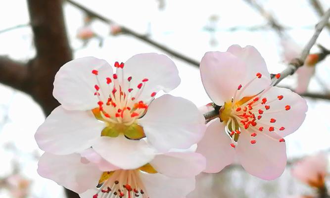 哪种花象征着幸福和团圆？它们的寓意是什么？