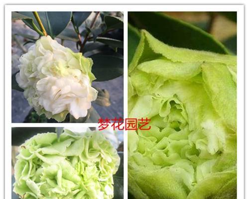 绿色花卉品种有哪些特别寓意？