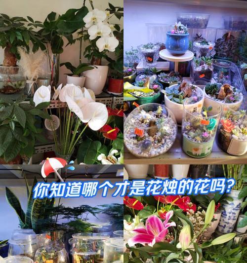 短信祝福中常用的花语有哪些？它们的寓意是什么？
