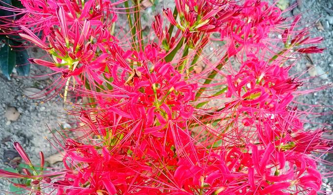 红色文竹手捧花代表什么？送红色文竹手捧花的寓意是什么？