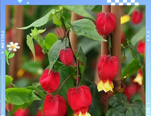 哪种花象征常青？绿色花卉的寓意是什么？