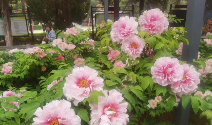 哪种花象征常青？绿色花卉的寓意是什么？