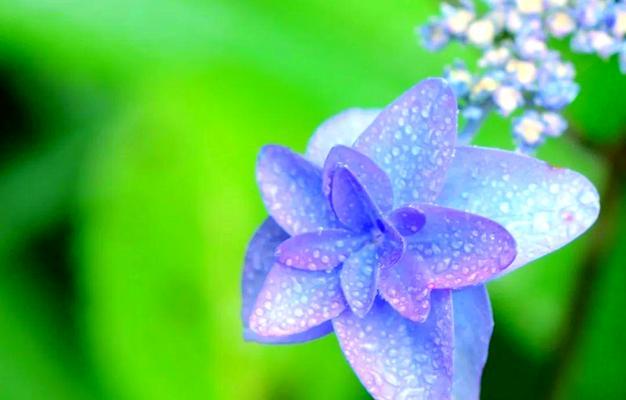 蓝色紫阳花象征什么？它的寓意是什么？