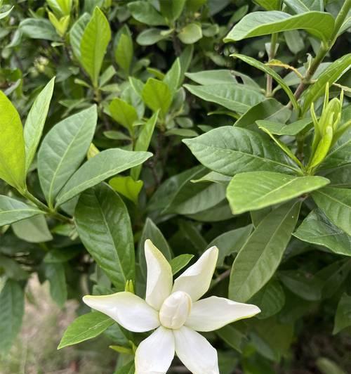 栀子花颜色的寓意是什么？用什么词来描述？
