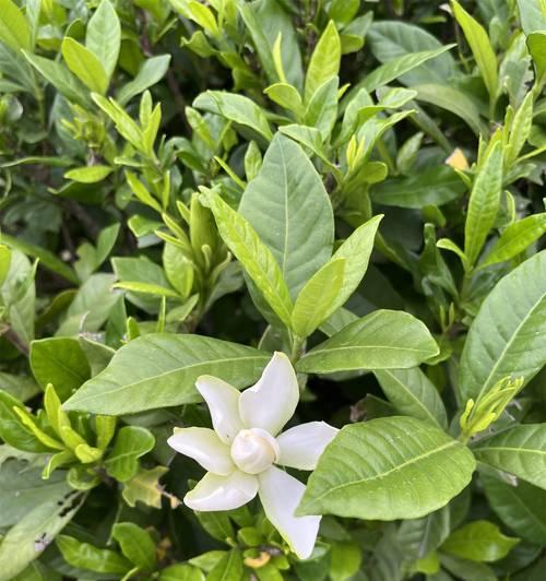 栀子花颜色的寓意是什么？用什么词来描述？