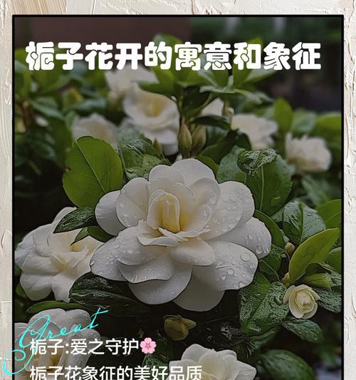 栀子花颜色的寓意是什么？用什么词来描述？