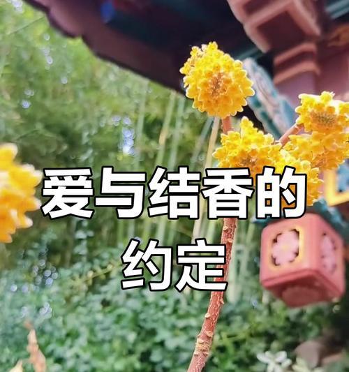 哪种树的花象征爱情？