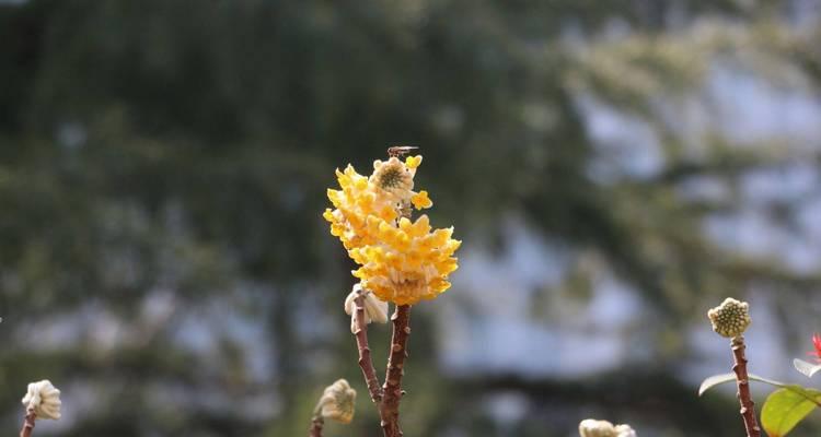 哪种树的花象征爱情？