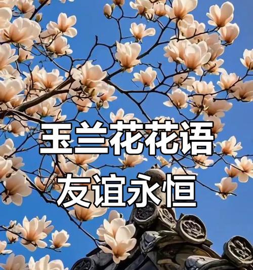 友谊的浪漫花语是什么？如何用花表达友谊？
