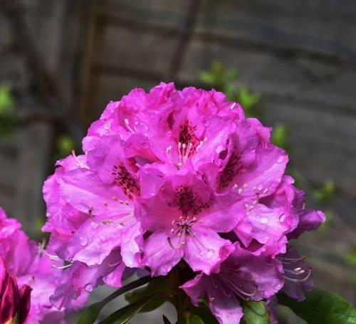 粉色杜鹃花代表什么？粉色杜鹃花的象征意义是什么？