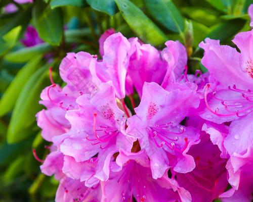 粉色杜鹃花代表什么？粉色杜鹃花的象征意义是什么？