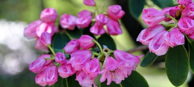 粉色杜鹃花代表什么？粉色杜鹃花的象征意义是什么？
