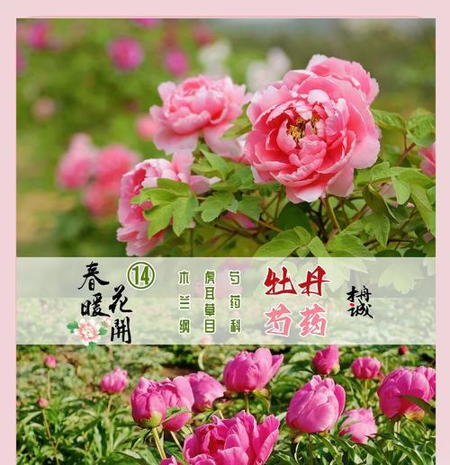白色布带牡丹花的寓意是什么？白色牡丹花代表什么？