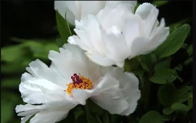 白色布带牡丹花的寓意是什么？白色牡丹花代表什么？