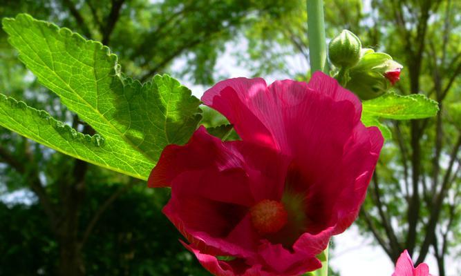 哪种花象征节节高升？节节高升的花有哪些？