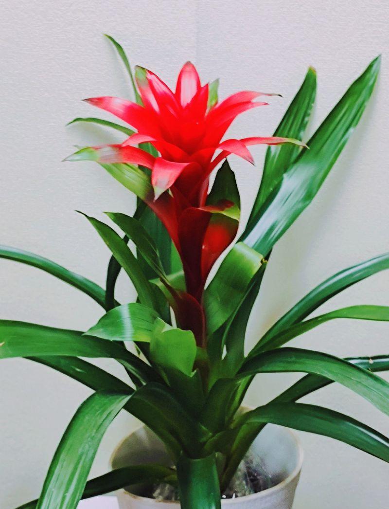 哪种花象征节节高升？节节高升的花有哪些？