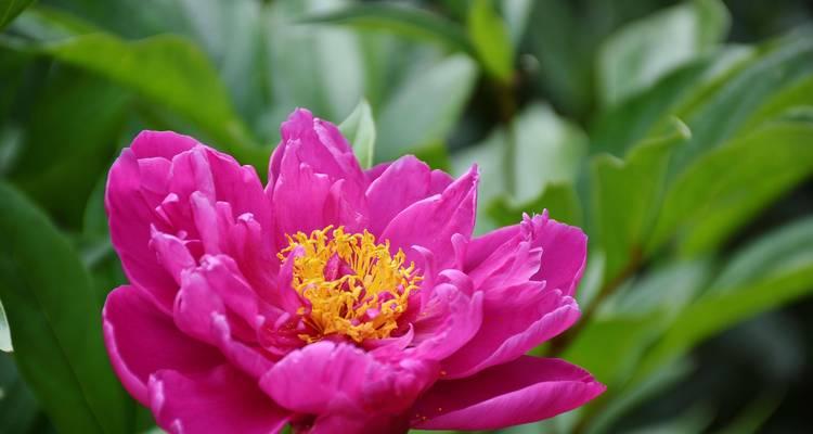 哪种花象征节节高升？节节高升的花有哪些？