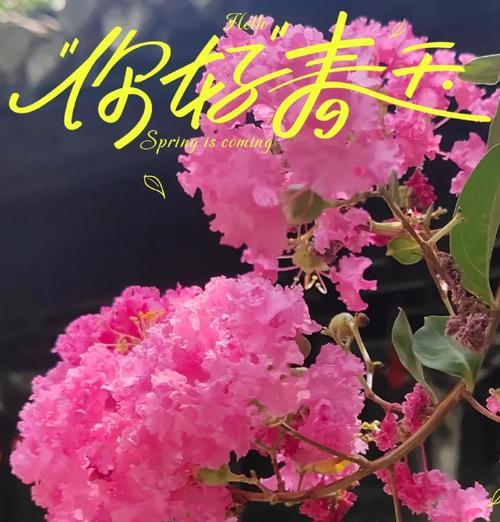 紫薇花寓意平安吗？
