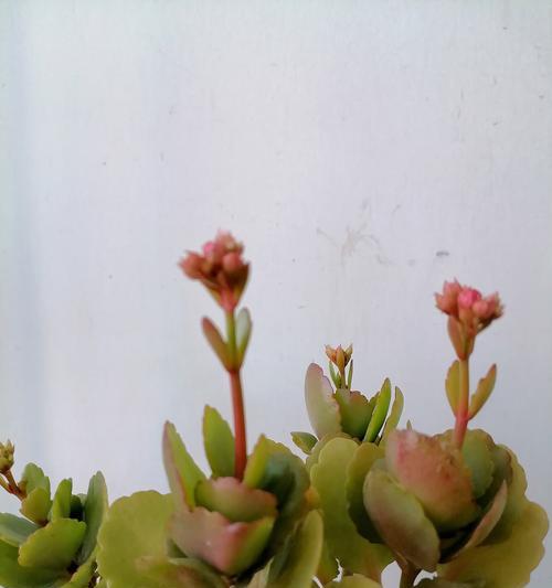 哪些花适合老人养且有特殊寓意？它们象征着什么？