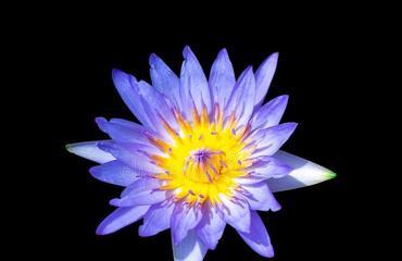 蓝色乐高花代表了什么？