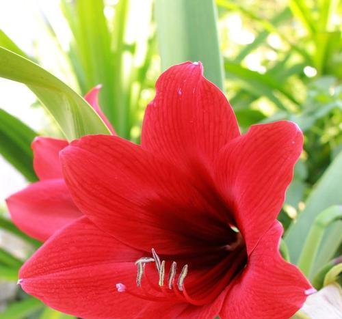 红色的花象征什么？红色花卉的普遍含义是什么？