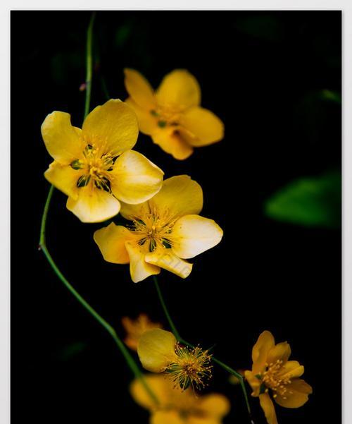 黑色花的含义是什么？黑色花有哪些寓意？