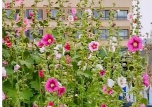 和谐的花有哪些？它们的寓意是什么？