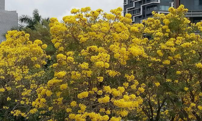 黄色风铃花寓意什么？它象征着什么？