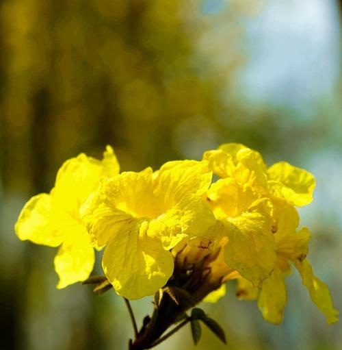 黄色风铃花寓意什么？它象征着什么？