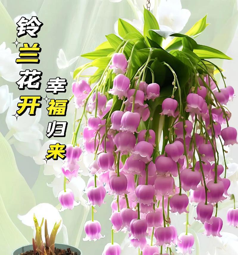 铃兰花语与哪个季节相关？