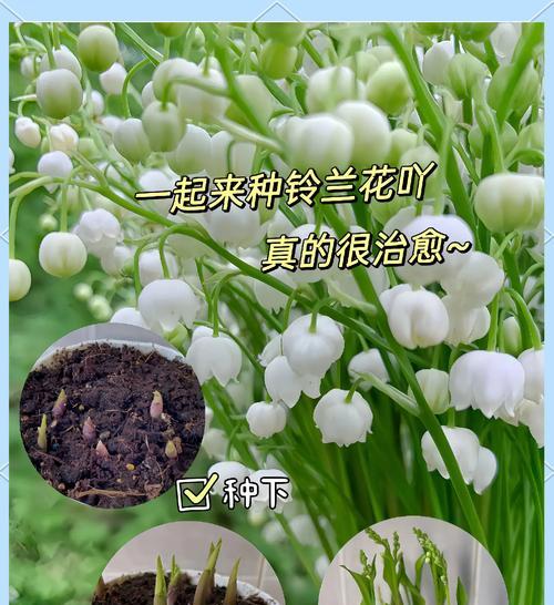 铃兰花语与哪个季节相关？