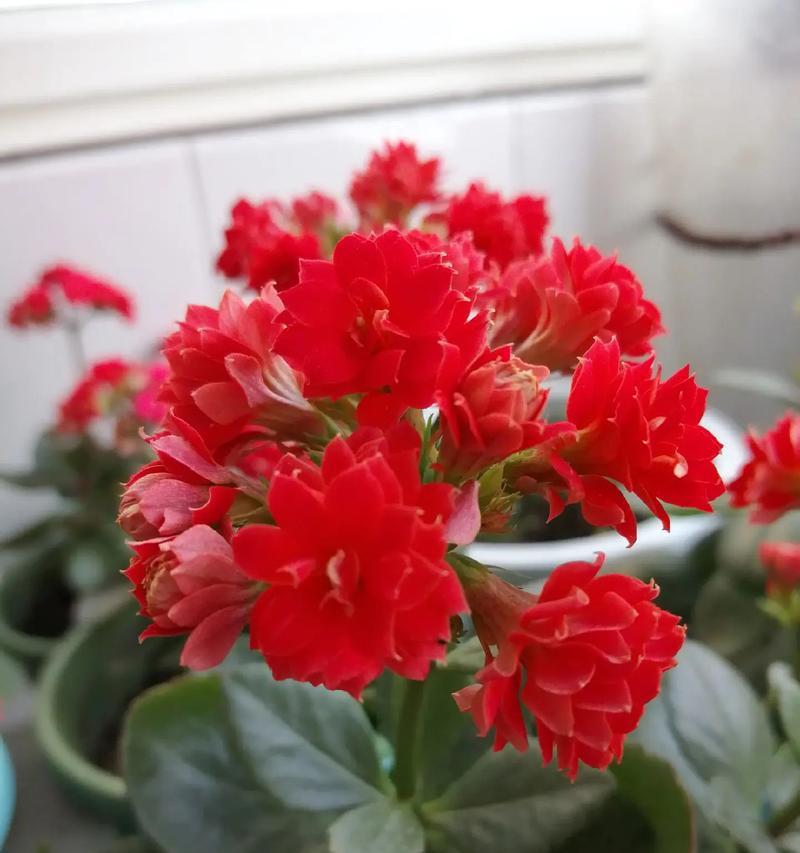 哪种花寓意着万事如意？